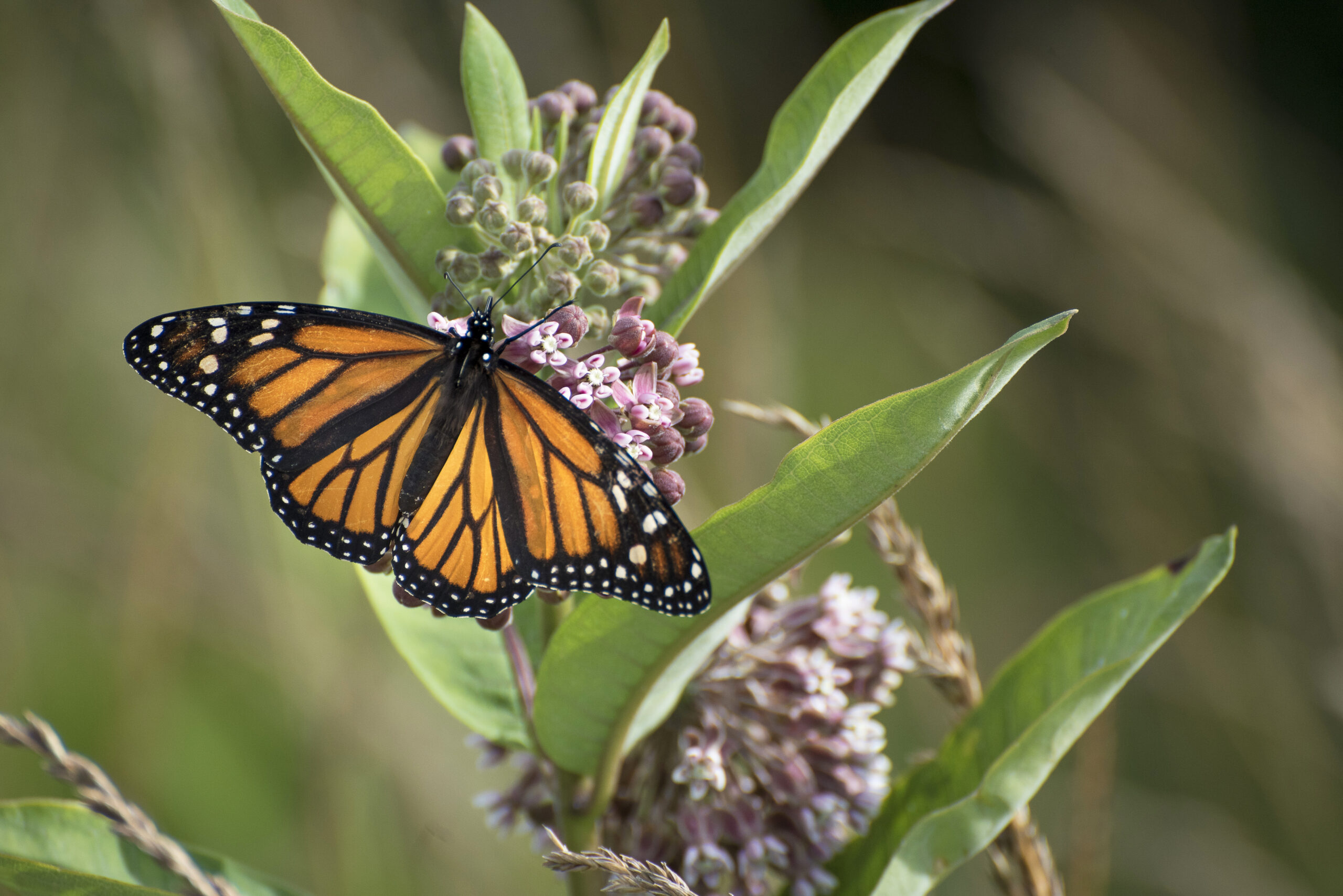 2019_Monarch on Milkweed_6x10