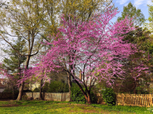 a multi-trunk redbud with pink-purple flowers in front of a fence and some taller trees