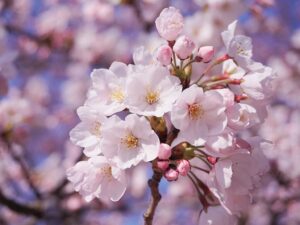Cluster of single white-pink blossoms of Prunus x yedeonsis, Yoshino cherry 