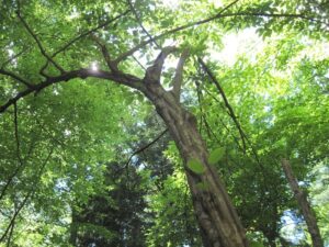 gray trunk of an American Hornbeam (Carpinus caroliniana) rises up into the green leaf canopy overhead