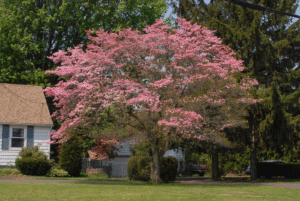 flowering dogwood (Cornus florida) with pink flowers next to a white house with brown shingles.