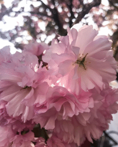 cluster of pink double flowers from a Kwanzan cherry, Prunus "Kanzan"