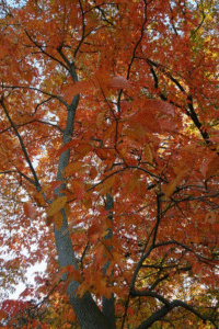 looking up into the canopy of a sourwood tree in the fall, with many orange-red leaves overhead