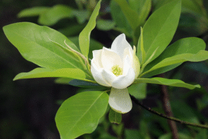 Creamy white sweetbay magnolia flower amongst green leaves.