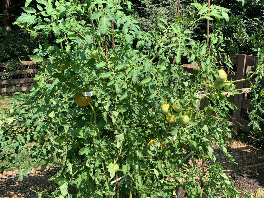 August in the Edible Garden – Piedmont Master Gardeners