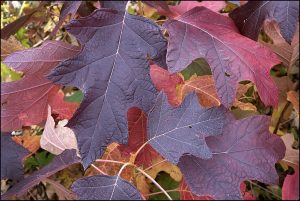 red-purple leaves from an oakleaf hydrangea