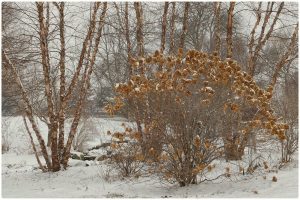 a winter photo of a birch tree and a hydrangea with its flowers still attached, with snow under them