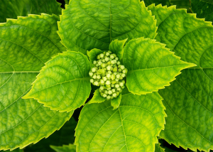 picture of a developing hydrangea flower from above. The leaves are light green and heavily serrated. The flower is at the center and is also light green.
