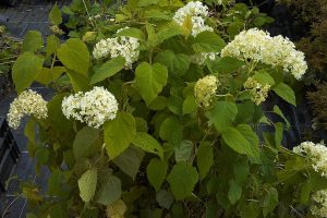A smooth hydrangea with white flowers and light green, slightly heart-shaped leaves