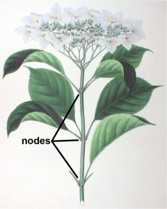 a drawing of a hydrangea stalk with white flowers at the end and green leaves along the sides. The nodes at the bases of the leaves are labeled.