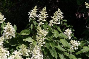 White flowers and green leaves of a panicle hydrangea. The flowers are arranged in a conical shape.