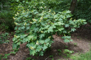 a shrub or small tree in a clearing. The leaves are green and look a little like oak leaves.