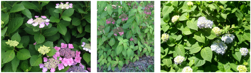 left: Green hydrangea leaves and pink flowerscenter: green hydrangea leaves and pink flowers right: bright green hydrangea leaves and white flowers on a sunny day