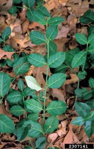 winter creeper by James H. Miller, USDA Forest Service, Bugwood.org