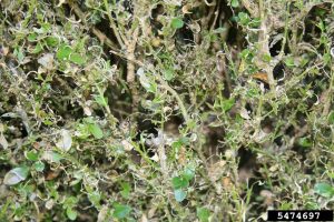 a defoliated boxwood