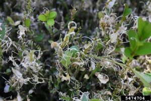 a closeup of a defoliated boxwood, showing the curly leaf midribs remaining behind