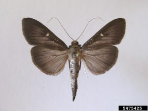 A brown moth with small white markings near the top of its wings