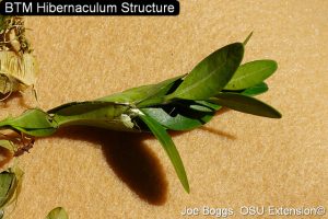 a cluster of green boxwood leaves stuck together with caterpillar silk
