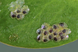 yellow circular eggs with black spots inside them, on a green leaf