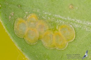 flat pale yellow circles, box tree moth eggs, on a light green leaf