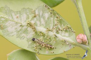 a green caterpillar with a black head is eating the underside of a green boxwood leaf