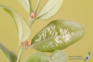 green boxwood leaves have linear white scratches from box tree moth caterpillar feeding