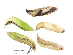 five box tree moth pupae against a white background. Proceeding counterclockwise, they start out green and become more transparent, eventually revealing the nearly fully developed brown-and-white moth inside