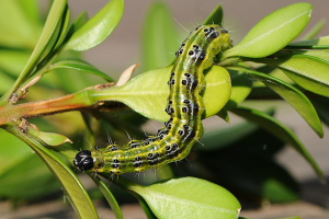 a green caterpillar with a black head and black and yellow stripes down its back, crawling across green boxwood leaves