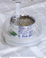 a small metal container filled with potting soil, sitting in a plastic dish on some newspaper. The soil is covered with transparent plastic film